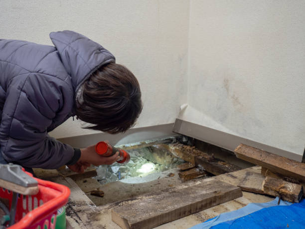 Best Post-Construction Mold Inspection  in Allen Park, MI
