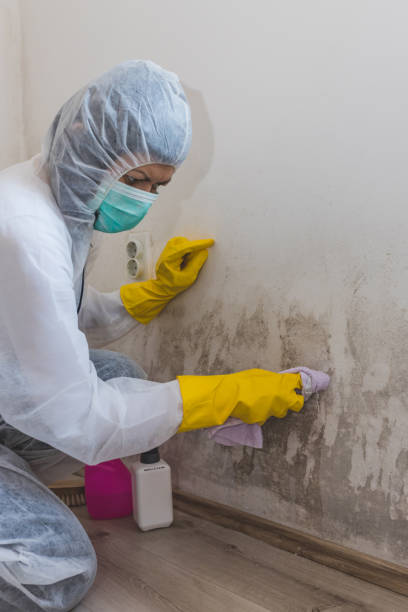 Best Water Damage & Mold Remediation  in Allen Park, MI